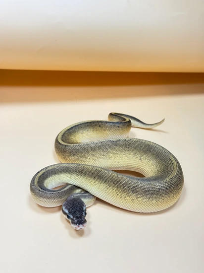 Glitter Python Pastel G-stripe Ball Python by MIRZOO