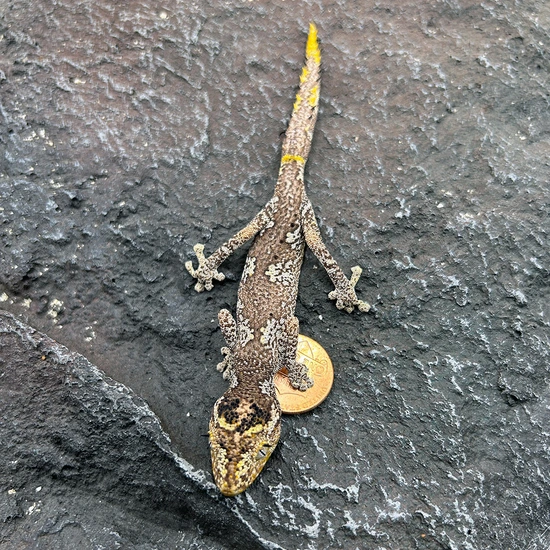 Strophurus Ciliaris More Gecko by Mike's Gecko Room