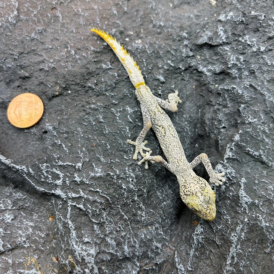 Strophurus Ciliaris More Gecko by Mike's Gecko Room