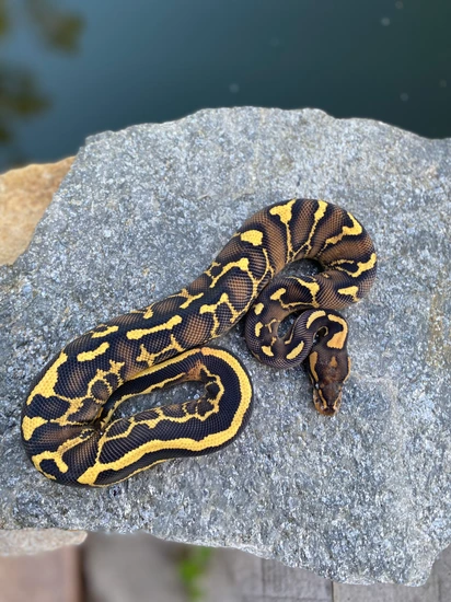 Leopard Freeway Ball Python by Mikevee Reptiles