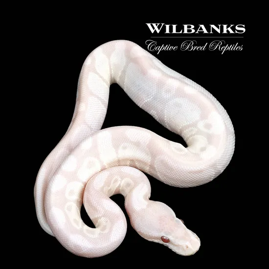 Lavender Snow Ball Python by Wilbanks Captive Bred Reptiles