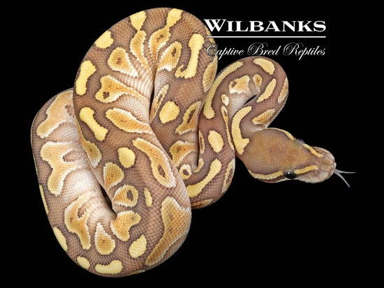 🔥 NO RESERVE🔥 Orange Crush Butter Ball Python by Wilbanks Captive Bred ...