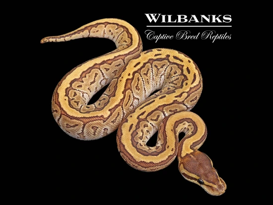Jigsaw Ball Python by Wilbanks Captive Bred Reptiles