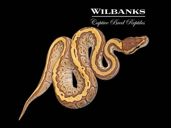 Jigsaw Ball Python by Wilbanks Captive Bred Reptiles