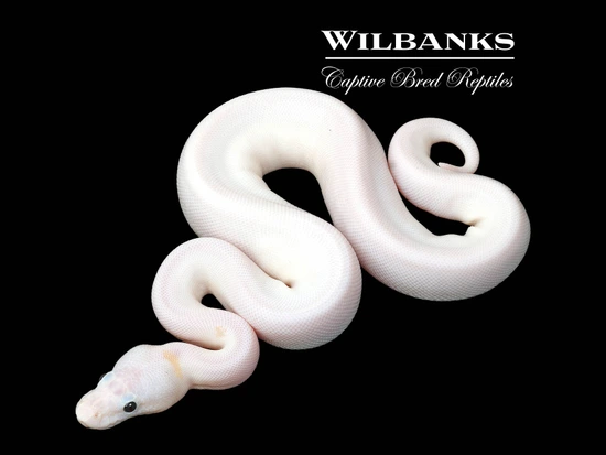 Super Fire Ball Python by Wilbanks Captive Bred Reptiles