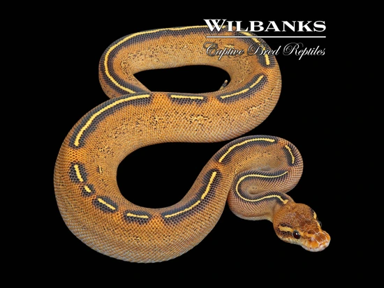 Python Cinnamon Freeway Stranger Freeway Ball Python by Wilbanks Captive Bred Reptiles