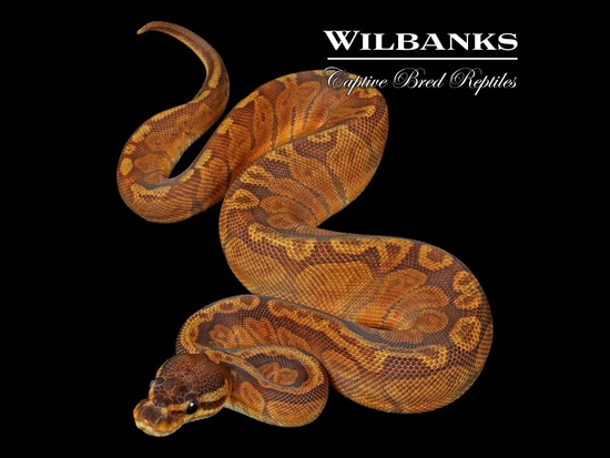 Sunset Ball Python by Wilbanks Captive Bred Reptiles