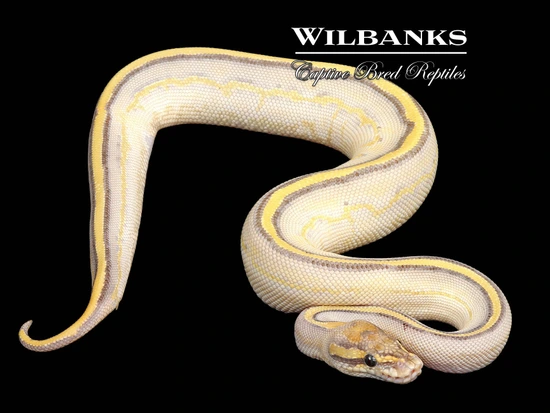 Ball Python Butter Leopard Butter Leopard Highway Ball Python by Wilbanks Captive Bred Reptiles