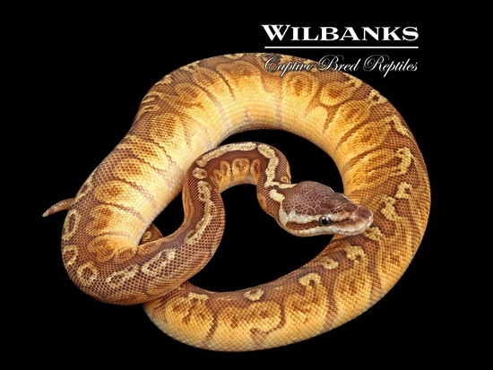 Pastel Sunset Ball Python by Wilbanks Captive Bred Reptiles