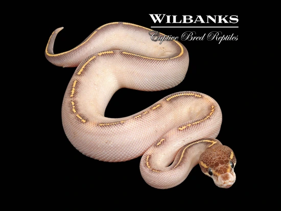 Blackhead Phantom Highway Ball Python by Wilbanks Captive Bred Reptiles