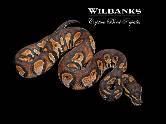 Blackhead Huffman Ball Python Blackhead Sugar Huffman Ball Python by Wilbanks Captive Bred Reptiles