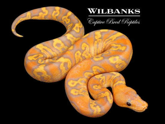 Banana Mahogany GHI Clown Ball Python by Wilbanks Captive Bred Reptiles