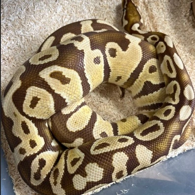 Pastel Monarch Ball Python - male for sale from Bedgie Ballz