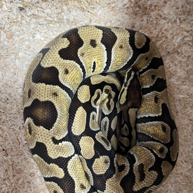 Enchi Het Clown Het Rainbow Girl Ball Python - female for sale from Bedgie Ballz