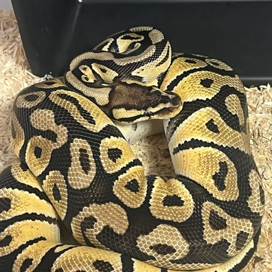 Pastel Het Clown Het Rainbow Ball Python - female for sale from Bedgie Ballz