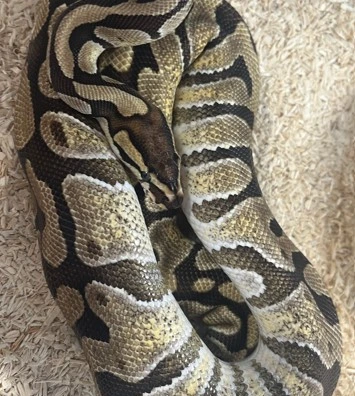 Pastel, Enchi, Het Clown, Het Rainbow Ball Python - female for sale from Bedgie Ballz