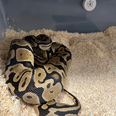 Pastel Het Hypo Het Clown Pos Het Rainbow Ball Python - female for sale from Bedgie Ballz