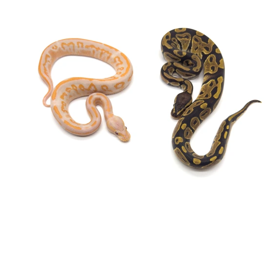 Dreamsicle Project Pair Ball Python by Mile High Mutations