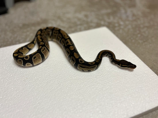 Blackhead Ivory Ball Python Blackhead Ball Python by Uncommon Reptiles