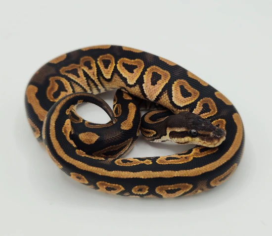 Cinnamon Ball Python by Millennium Morphs