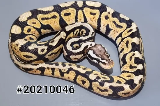 Pastel Blackhead Spotnose Ball Python by Milli’s Morphs