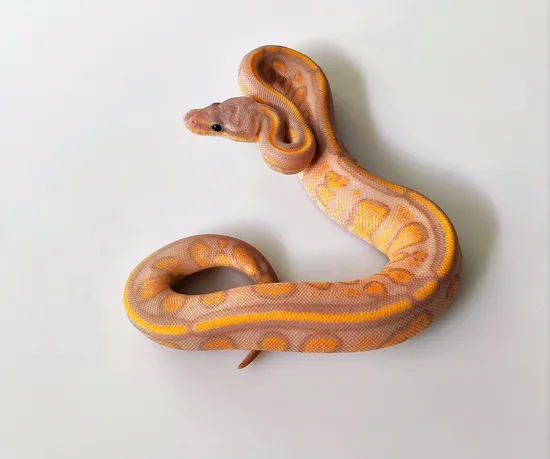 HOLIDAY SALE!! Stranger Banana Het Clown Ball Python by Equality Exotics