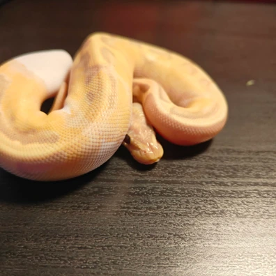 Banana Fire Pied ♀ Ball Python - female for sale from MI Reptiles