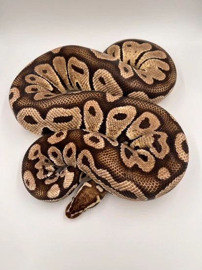 Pastel Monarch Ball Python Pastel Het Monarch Ball Python by MSB Reptiles