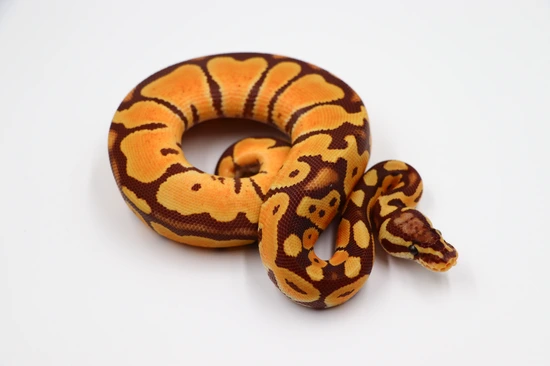 Pastel Monarch Ball Python Pastel Monarch Ball Python by MSB Reptiles
