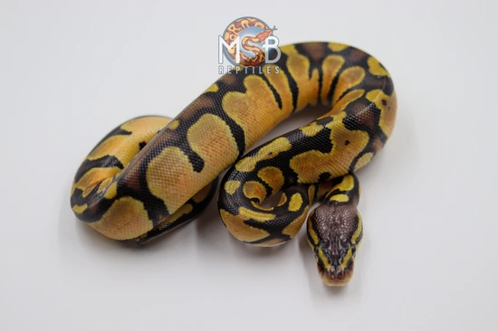 Pastel Monarch Ball Python Pastel PDH Monarch Pied Ball Python by MSB Reptiles