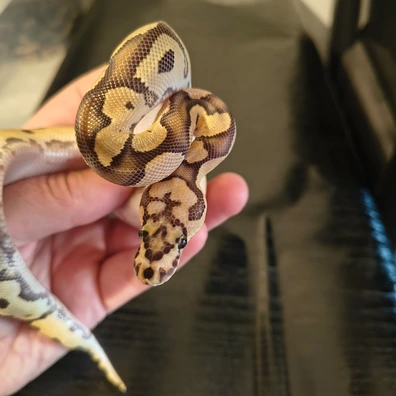 CB 25 Fire Clown Het Pied Ball Python - male for sale from Barker's Exotics