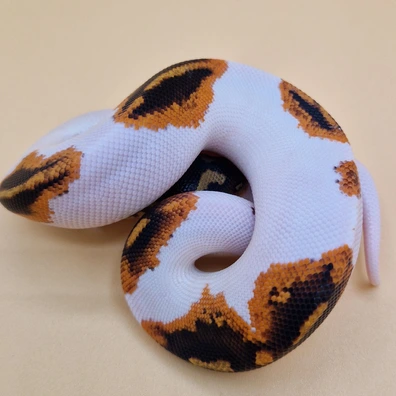 Confusion Yellowbelly Piebald Ball Python - male for sale from T + T Balls