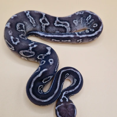 Confusion Black Pastel Pastel Het Piebald Ball Python - male for sale from T + T Balls