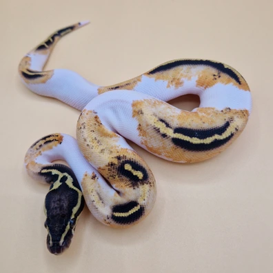 Pastel Yellowbelly Confusion Piebald Ball Python - female for sale from T + T Balls