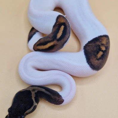 Black Pastel Confusion Piebald Ball Python - female for sale from T + T Balls