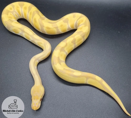 2024 Enchi Pastel Candy Ball Python by Mitchell_elite_exotics