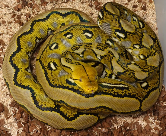 Sunfire Het OGS Het Purple Reticulated Python by Prbreeders