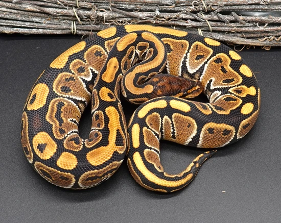 Special NR Mandarin Ball Python by Prbreeders