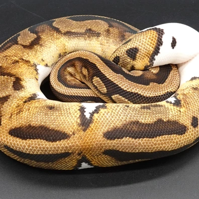 0,1 Piebald Het DG Ball Python - female for sale from Prbreeders