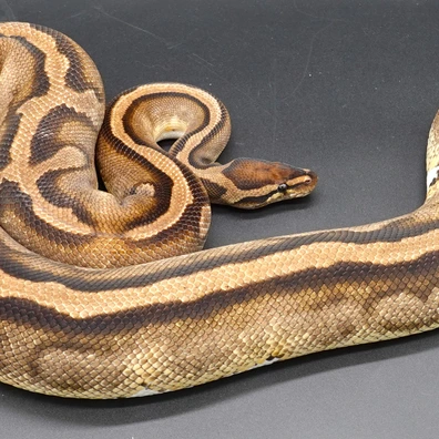 0,1 OD Piebald - Low White Ball Python - female for sale from Prbreeders