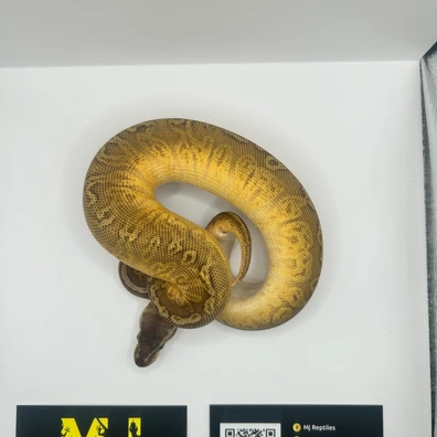 Pastel Sunset Het Piebald Ball Python - male for sale from MJ Reptiles