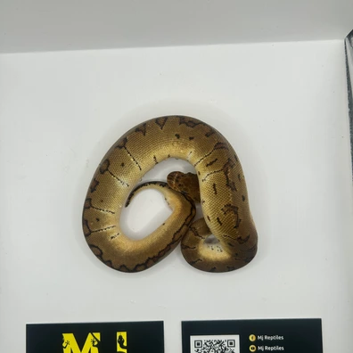 Pinstripe Clown Ball Python - male for sale from MJ Reptiles