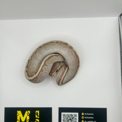 Pinstripe Lesser Enchi Ball Python - female for sale from MJ Reptiles