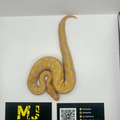 Albino Ball Python - female for sale from MJ Reptiles