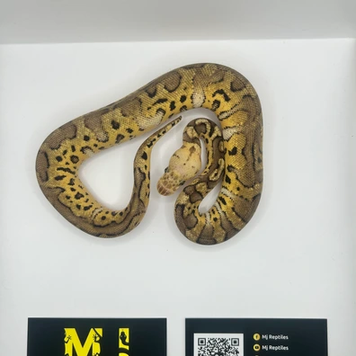Super Pastel Stranger Clown Ball Python - unknown for sale from MJ Reptiles