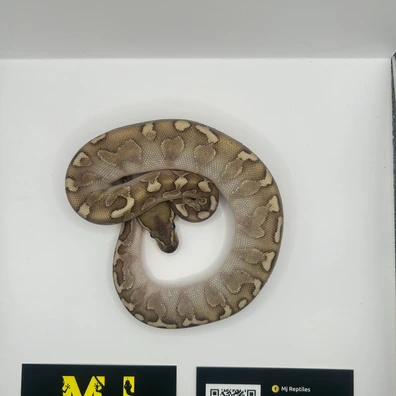 Stranger Bambo Ball Python - male for sale from MJ Reptiles