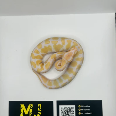 Albino Ball Python - female for sale from MJ Reptiles