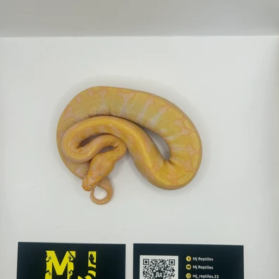 Enchi Albino Ball Python - female for sale from MJ Reptiles