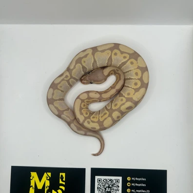Pastel Fire Banana Calico 50% Dh Clown Pied Ball Python - unknown for sale from MJ Reptiles