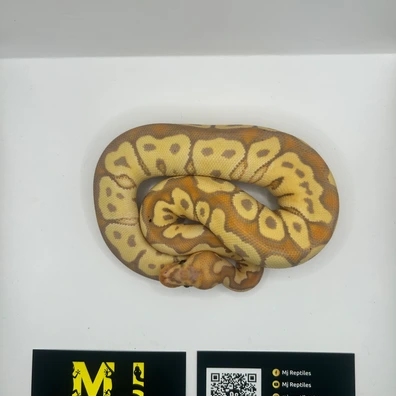 Banana Clown